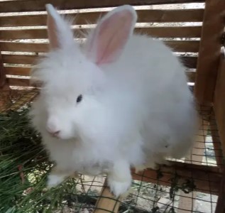 kelinci indukan sepasang sehat