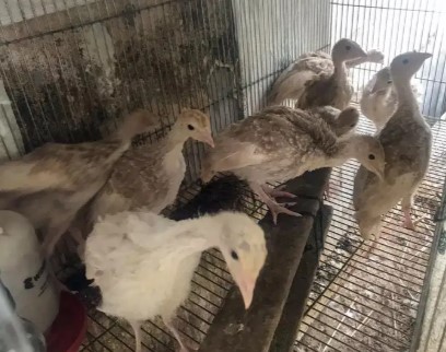 Kalkun Jenis Bourbon Red