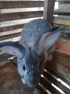 kelinci indukan sepasang sehat