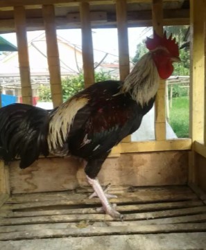 Ayam pelung jalak dua ekor