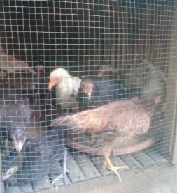 Ayam kampung umur 3 bln