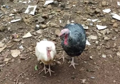 Indukan ayam kalkun sepasang