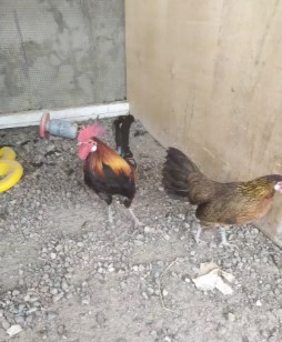 Ayam hutan sumatra
