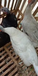 Babon kalkun indok murah