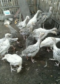 alkun usia 2bulan lebih