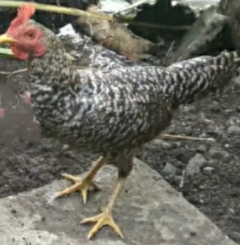 Ayam kampung asli babon sudah pernah bertelur