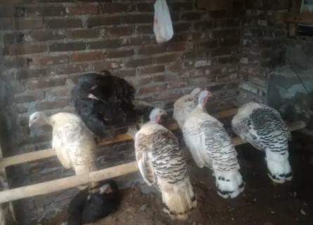 Kalkun betina sehat udah vaksin 2bln 1x.