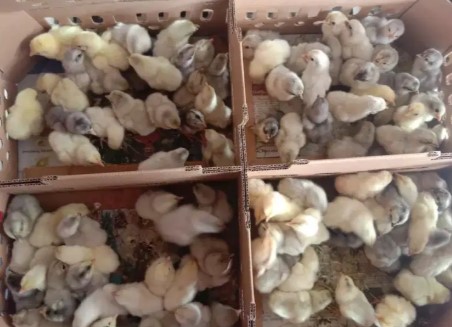 Doc ayam kampung aka, kub, sentul