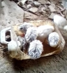 Anak ayam kalkun umur 2sampai 3 Minggu