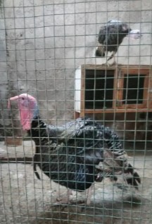 Kalkun bronze sepasang