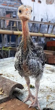 Ayam Kalkun Anakan