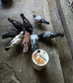 Burung dara borongan ad 2 sepasang sm bujangan 2