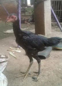 Ayam Betina Birkok Trah Bagus