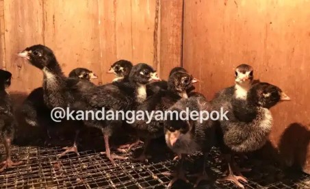 kalkun black spanish 2 minggu