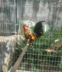 Ayam kate warna menarik tegil panjang