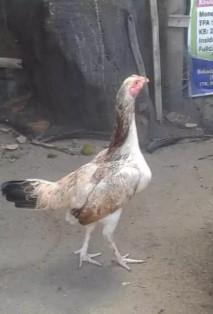 Ayam Bangkok (Magon Shamoaseel)