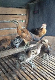 Anak Ayam Pelung Trah Kontes