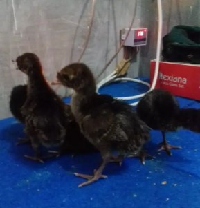 kalkun anakan mantap