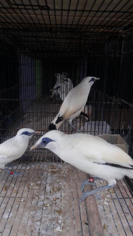 Jalak Bali hasil penangkaran ANF BIRD FARM