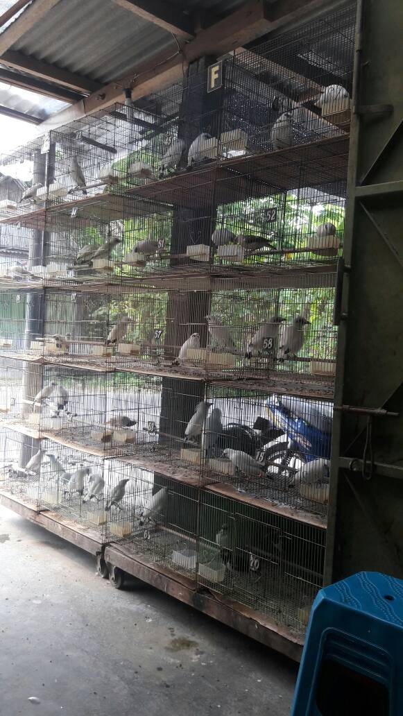 Jalak Bali hasil penangkaran ANF BIRD FARM
