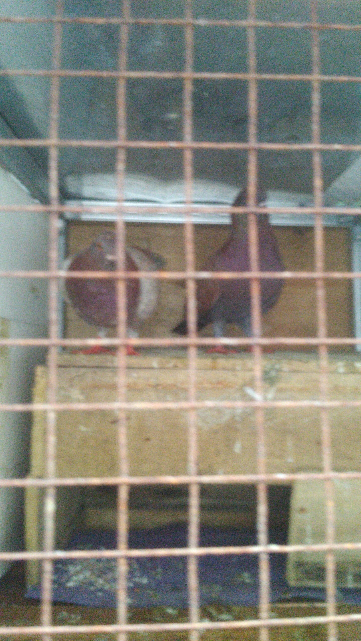 Buat player burung cc kenceng aman tali…