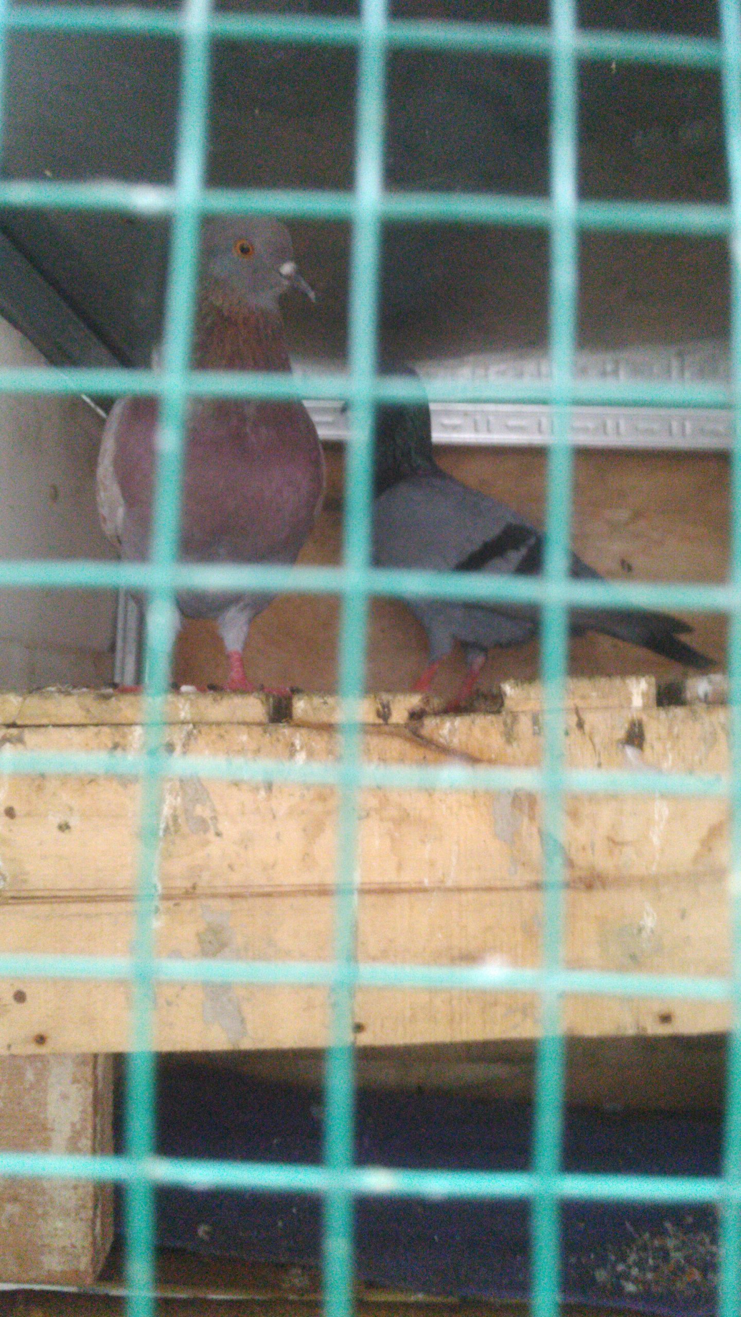 Buat player burung cc kenceng aman tali…