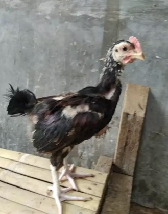 Ayam Pelung usia 2 bulanan
