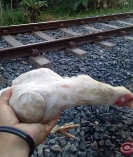 induk ayam putih kate