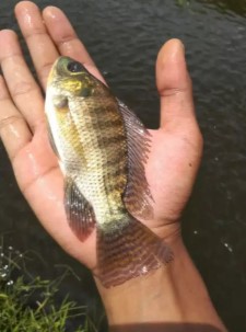 Bibit Ikan Nila