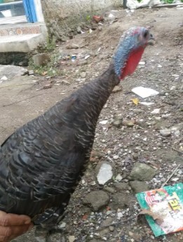 ayam kalkun