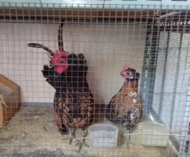Ayam kate serama