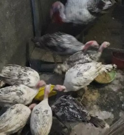 Anak ayam kalkun