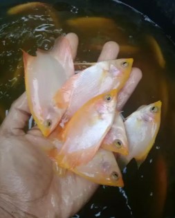 bibit ikan gurame