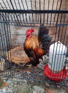 Ayam Kate Serama Jantan