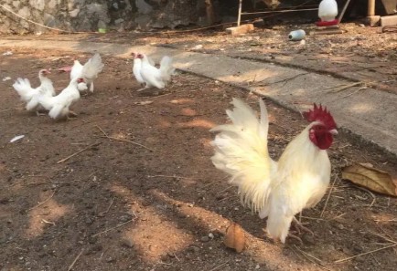 Ayam kate putih