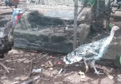 kalkun umur 3blnan