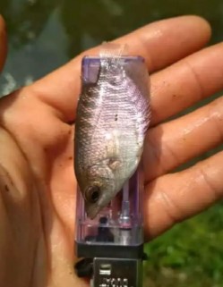 bibit ikan gurame