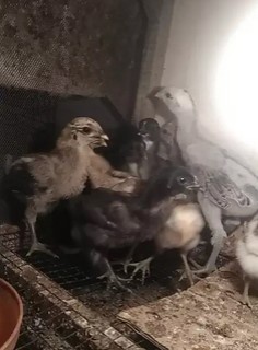 Ayam Pelung