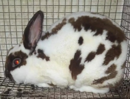 kelinci hias mini rex