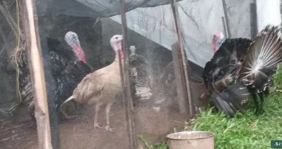Indukan ayam kalkun
