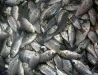 bibit ikan mujair
