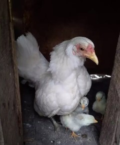 ayam kate putih