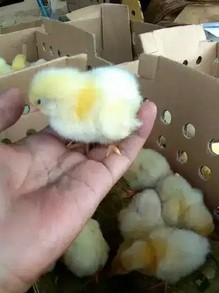 Ayam DOC 1 Box 100 Ekor