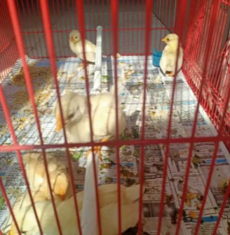 ayam kate anakan