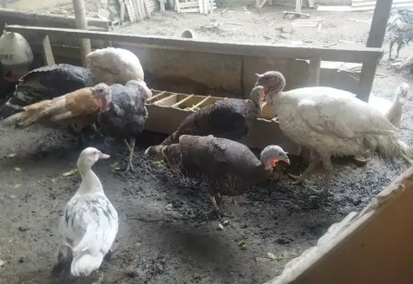 Ayam kalkun dewasa indukan sepasang (2 ekor) siap produksi
