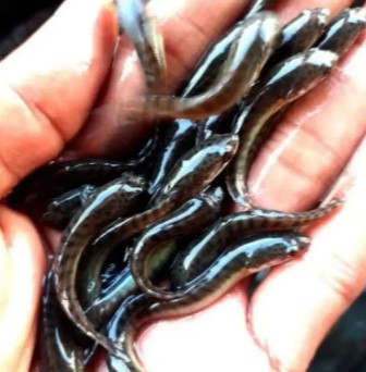 Bibit Ikan Gabus ukuran 1 – 3 CM