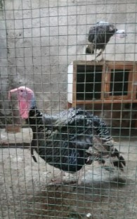 Kalkun bronze sepasang