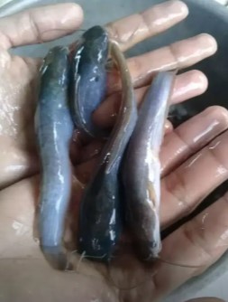 bibit ikan lele