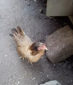ayam betina kate coklat
