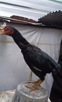 Ayam Betina Bangkok